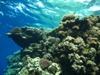 hard corals.jpg